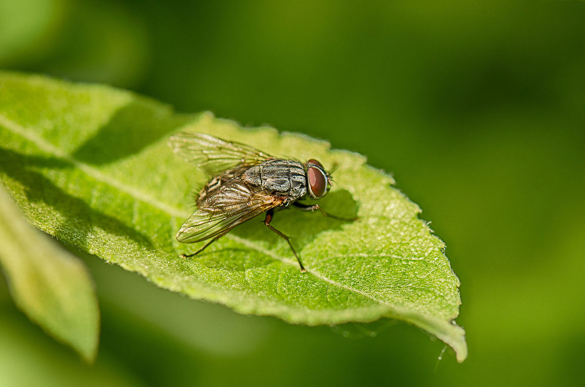 Autumn Housefly (Musca autumnalis) full body view  Autumn house fly,Geotagged,Heesch,Macro,Musca autumnalis,The Netherlands
