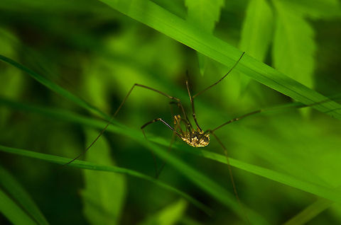Male Phalangium opilio grass path This photo makes me imagine how hard it must be to walk grass with a body like this. Daddy longlegs,Geotagged,Heesch,Macro,Phalangiidae,Phalangium,Phalangium opilio,The Netherlands