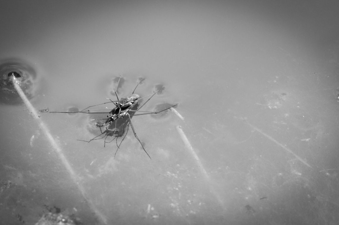 Double fun Two common water striders, riding the water...and each other. Gerris lacustris,Heesch,Macro