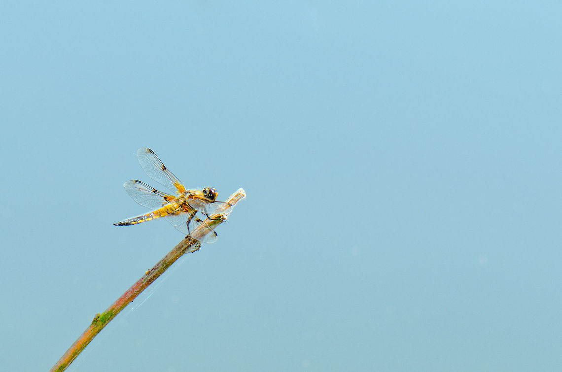 Four-spotted Chaser at pond  Four-spotted Chaser,Heesch,Libellula quadrimaculata,Macro