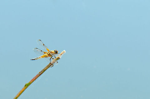 Four-spotted Chaser at pond  Four-spotted Chaser,Heesch,Libellula quadrimaculata,Macro