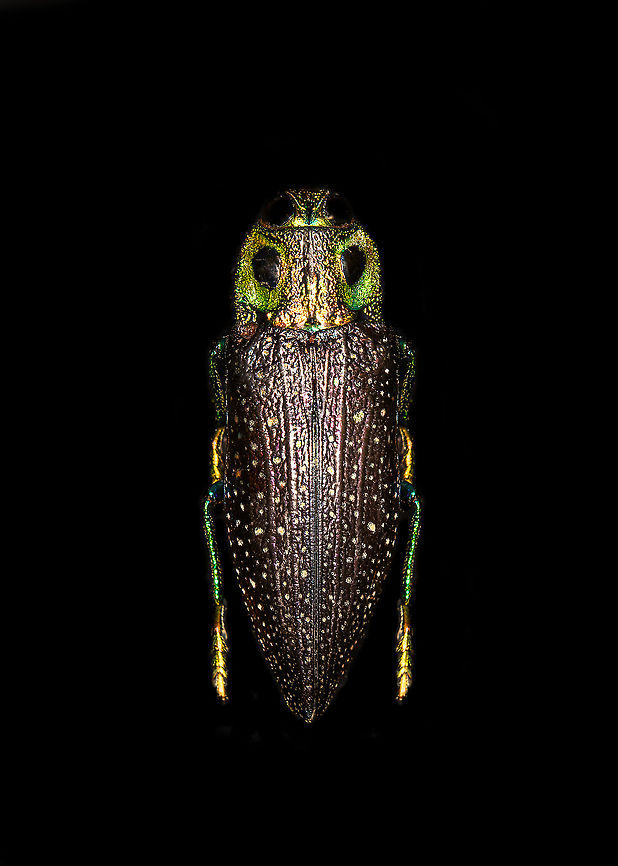 Madecassia rothschildi Specimen. A mesmerizing metallic wood boring beetle from Madagascar, at about 40-45mm length. In specimen collection circles it seems to be referred as Lampropelpa Rotschildi instead of Madecassia rothschildi.<br />
<figure class="photo"><a href="https://www.jungledragon.com/image/114067/madecassia_rothschildi.html" title="Madecassia rothschildi"><img src="https://s3.amazonaws.com/media.jungledragon.com/images/2/114067_thumb.jpg?AWSAccessKeyId=05GMT0V3GWVNE7GGM1R2&Expires=1759968010&Signature=FYIgsnEtVGpfcIczM9%2BTa%2BI0QNU%3D" width="110" height="152" alt="Madecassia rothschildi Specimen. A mesmerizing metallic wood boring beetle from Madagascar, at about 40-45mm length. In specimen collection circles it seems to be referred as Lampropelpa Rotschildi instead of Madecassia rothschildi.<br />
https://www.jungledragon.com/image/114067/madecassia_rothschildi.html<br />
https://www.jungledragon.com/image/114069/madecassia_rothschildi_-_head.html<br />
https://www.jungledragon.com/image/114070/madecassia_rothschildi_-_frontal_alternative.html<br />
https://www.jungledragon.com/image/114071/madecassia_rothschildi_-_frontal.html Macro,Madecassia rothschildi" /></a></figure><br />
<figure class="photo"><a href="https://www.jungledragon.com/image/114069/madecassia_rothschildi_-_head.html" title="Madecassia rothschildi - head"><img src="https://s3.amazonaws.com/media.jungledragon.com/images/2/114069_thumb.jpg?AWSAccessKeyId=05GMT0V3GWVNE7GGM1R2&Expires=1759968010&Signature=d%2FHuPA8knnwb7SYWqgneDLZflHs%3D" width="200" height="134" alt="Madecassia rothschildi - head Specimen. A mesmerizing metallic wood boring beetle from Madagascar, at about 40-45mm length. In specimen collection circles it seems to be referred as Lampropelpa Rotschildi instead of Madecassia rothschildi.<br />
https://www.jungledragon.com/image/114067/madecassia_rothschildi.html<br />
https://www.jungledragon.com/image/114069/madecassia_rothschildi_-_head.html<br />
https://www.jungledragon.com/image/114070/madecassia_rothschildi_-_frontal_alternative.html<br />
https://www.jungledragon.com/image/114071/madecassia_rothschildi_-_frontal.html Extreme Macro,Madecassia rothschildi" /></a></figure><br />
<figure class="photo"><a href="https://www.jungledragon.com/image/114070/madecassia_rothschildi_-_frontal_alternative.html" title="Madecassia rothschildi - frontal alternative"><img src="https://s3.amazonaws.com/media.jungledragon.com/images/2/114070_thumb.jpg?AWSAccessKeyId=05GMT0V3GWVNE7GGM1R2&Expires=1759968010&Signature=oQ0UGHw1mfslIjcijoYQ%2BXdrq6c%3D" width="126" height="152" alt="Madecassia rothschildi - frontal alternative Specimen. A mesmerizing metallic wood boring beetle from Madagascar, at about 40-45mm length. In specimen collection circles it seems to be referred as Lampropelpa Rotschildi instead of Madecassia rothschildi.<br />
https://www.jungledragon.com/image/114067/madecassia_rothschildi.html<br />
https://www.jungledragon.com/image/114069/madecassia_rothschildi_-_head.html<br />
https://www.jungledragon.com/image/114070/madecassia_rothschildi_-_frontal_alternative.html<br />
https://www.jungledragon.com/image/114071/madecassia_rothschildi_-_frontal.html Extreme Macro,Madecassia rothschildi" /></a></figure><br />
<figure class="photo"><a href="https://www.jungledragon.com/image/114071/madecassia_rothschildi_-_frontal.html" title="Madecassia rothschildi - frontal"><img src="https://s3.amazonaws.com/media.jungledragon.com/images/2/114071_thumb.jpg?AWSAccessKeyId=05GMT0V3GWVNE7GGM1R2&Expires=1759968010&Signature=2o%2FjcazIg4UVFfCHSW4BbA7E7ug%3D" width="200" height="134" alt="Madecassia rothschildi - frontal Specimen. A mesmerizing metallic wood boring beetle from Madagascar, at about 40-45mm length. In specimen collection circles it seems to be referred as Lampropelpa Rotschildi instead of Madecassia rothschildi.<br />
https://www.jungledragon.com/image/114067/madecassia_rothschildi.html<br />
https://www.jungledragon.com/image/114069/madecassia_rothschildi_-_head.html<br />
https://www.jungledragon.com/image/114070/madecassia_rothschildi_-_frontal_alternative.html<br />
https://www.jungledragon.com/image/114071/madecassia_rothschildi_-_frontal.html Extreme Macro,Extreme Macro Portraits,Madecassia rothschildi" /></a></figure> Macro,Madecassia rothschildi