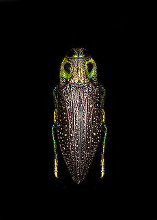 Madecassia rothschildi Specimen. A mesmerizing metallic wood boring beetle from Madagascar, at about 40-45mm length. In specimen collection circles it seems to be referred as Lampropelpa Rotschildi instead of Madecassia rothschildi.
https://www.jungledragon.com/image/114067/madecassia_rothschildi.html
https://www.jungledragon.com/image/114069/madecassia_rothschildi_-_head.html
https://www.jungledragon.com/image/114070/madecassia_rothschildi_-_frontal_alternative.html
https://www.jungledragon.com/image/114071/madecassia_rothschildi_-_frontal.html Macro,Madecassia rothschildi