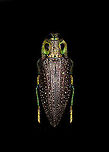 Madecassia rothschildi Specimen. A mesmerizing metallic wood boring beetle from Madagascar, at about 40-45mm length. In specimen collection circles it seems to be referred as Lampropelpa Rotschildi instead of Madecassia rothschildi.<br />
https://www.jungledragon.com/image/114067/madecassia_rothschildi.html<br />
https://www.jungledragon.com/image/114069/madecassia_rothschildi_-_head.html<br />
https://www.jungledragon.com/image/114070/madecassia_rothschildi_-_frontal_alternative.html<br />
https://www.jungledragon.com/image/114071/madecassia_rothschildi_-_frontal.html Macro,Madecassia rothschildi
