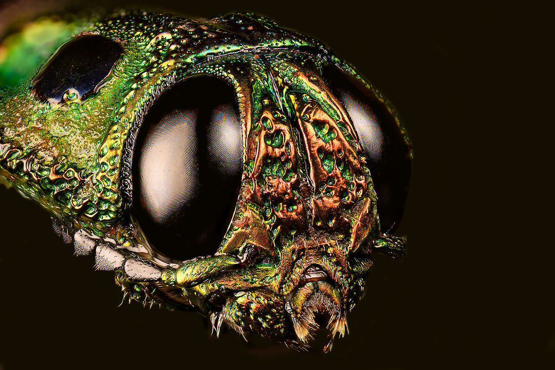 Madecassia rothschildi - head Specimen. A mesmerizing metallic wood boring beetle from Madagascar, at about 40-45mm length. In specimen collection circles it seems to be referred as Lampropelpa Rotschildi instead of Madecassia rothschildi.<br />
<figure class="photo"><a href="https://www.jungledragon.com/image/114067/madecassia_rothschildi.html" title="Madecassia rothschildi"><img src="https://s3.amazonaws.com/media.jungledragon.com/images/2/114067_thumb.jpg?AWSAccessKeyId=05GMT0V3GWVNE7GGM1R2&Expires=1759968010&Signature=FYIgsnEtVGpfcIczM9%2BTa%2BI0QNU%3D" width="110" height="152" alt="Madecassia rothschildi Specimen. A mesmerizing metallic wood boring beetle from Madagascar, at about 40-45mm length. In specimen collection circles it seems to be referred as Lampropelpa Rotschildi instead of Madecassia rothschildi.<br />
https://www.jungledragon.com/image/114067/madecassia_rothschildi.html<br />
https://www.jungledragon.com/image/114069/madecassia_rothschildi_-_head.html<br />
https://www.jungledragon.com/image/114070/madecassia_rothschildi_-_frontal_alternative.html<br />
https://www.jungledragon.com/image/114071/madecassia_rothschildi_-_frontal.html Macro,Madecassia rothschildi" /></a></figure><br />
<figure class="photo"><a href="https://www.jungledragon.com/image/114069/madecassia_rothschildi_-_head.html" title="Madecassia rothschildi - head"><img src="https://s3.amazonaws.com/media.jungledragon.com/images/2/114069_thumb.jpg?AWSAccessKeyId=05GMT0V3GWVNE7GGM1R2&Expires=1759968010&Signature=d%2FHuPA8knnwb7SYWqgneDLZflHs%3D" width="200" height="134" alt="Madecassia rothschildi - head Specimen. A mesmerizing metallic wood boring beetle from Madagascar, at about 40-45mm length. In specimen collection circles it seems to be referred as Lampropelpa Rotschildi instead of Madecassia rothschildi.<br />
https://www.jungledragon.com/image/114067/madecassia_rothschildi.html<br />
https://www.jungledragon.com/image/114069/madecassia_rothschildi_-_head.html<br />
https://www.jungledragon.com/image/114070/madecassia_rothschildi_-_frontal_alternative.html<br />
https://www.jungledragon.com/image/114071/madecassia_rothschildi_-_frontal.html Extreme Macro,Madecassia rothschildi" /></a></figure><br />
<figure class="photo"><a href="https://www.jungledragon.com/image/114070/madecassia_rothschildi_-_frontal_alternative.html" title="Madecassia rothschildi - frontal alternative"><img src="https://s3.amazonaws.com/media.jungledragon.com/images/2/114070_thumb.jpg?AWSAccessKeyId=05GMT0V3GWVNE7GGM1R2&Expires=1759968010&Signature=oQ0UGHw1mfslIjcijoYQ%2BXdrq6c%3D" width="126" height="152" alt="Madecassia rothschildi - frontal alternative Specimen. A mesmerizing metallic wood boring beetle from Madagascar, at about 40-45mm length. In specimen collection circles it seems to be referred as Lampropelpa Rotschildi instead of Madecassia rothschildi.<br />
https://www.jungledragon.com/image/114067/madecassia_rothschildi.html<br />
https://www.jungledragon.com/image/114069/madecassia_rothschildi_-_head.html<br />
https://www.jungledragon.com/image/114070/madecassia_rothschildi_-_frontal_alternative.html<br />
https://www.jungledragon.com/image/114071/madecassia_rothschildi_-_frontal.html Extreme Macro,Madecassia rothschildi" /></a></figure><br />
<figure class="photo"><a href="https://www.jungledragon.com/image/114071/madecassia_rothschildi_-_frontal.html" title="Madecassia rothschildi - frontal"><img src="https://s3.amazonaws.com/media.jungledragon.com/images/2/114071_thumb.jpg?AWSAccessKeyId=05GMT0V3GWVNE7GGM1R2&Expires=1759968010&Signature=2o%2FjcazIg4UVFfCHSW4BbA7E7ug%3D" width="200" height="134" alt="Madecassia rothschildi - frontal Specimen. A mesmerizing metallic wood boring beetle from Madagascar, at about 40-45mm length. In specimen collection circles it seems to be referred as Lampropelpa Rotschildi instead of Madecassia rothschildi.<br />
https://www.jungledragon.com/image/114067/madecassia_rothschildi.html<br />
https://www.jungledragon.com/image/114069/madecassia_rothschildi_-_head.html<br />
https://www.jungledragon.com/image/114070/madecassia_rothschildi_-_frontal_alternative.html<br />
https://www.jungledragon.com/image/114071/madecassia_rothschildi_-_frontal.html Extreme Macro,Extreme Macro Portraits,Madecassia rothschildi" /></a></figure> Extreme Macro,Madecassia rothschildi