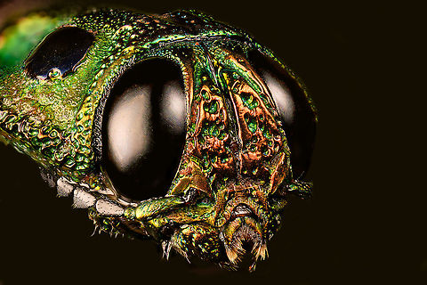 Madecassia rothschildi - head Specimen. A mesmerizing metallic wood boring beetle from Madagascar, at about 40-45mm length. In specimen collection circles it seems to be referred as Lampropelpa Rotschildi instead of Madecassia rothschildi.
https://www.jungledragon.com/image/114067/madecassia_rothschildi.html
https://www.jungledragon.com/image/114069/madecassia_rothschildi_-_head.html
https://www.jungledragon.com/image/114070/madecassia_rothschildi_-_frontal_alternative.html
https://www.jungledragon.com/image/114071/madecassia_rothschildi_-_frontal.html Extreme Macro,Madecassia rothschildi