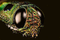 Madecassia rothschildi - head Specimen. A mesmerizing metallic wood boring beetle from Madagascar, at about 40-45mm length. In specimen collection circles it seems to be referred as Lampropelpa Rotschildi instead of Madecassia rothschildi.<br />
https://www.jungledragon.com/image/114067/madecassia_rothschildi.html<br />
https://www.jungledragon.com/image/114069/madecassia_rothschildi_-_head.html<br />
https://www.jungledragon.com/image/114070/madecassia_rothschildi_-_frontal_alternative.html<br />
https://www.jungledragon.com/image/114071/madecassia_rothschildi_-_frontal.html Extreme Macro,Madecassia rothschildi