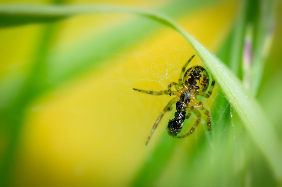 Anelosimus vittatus feeding on...something  Anelosimus vittatus,Geotagged,Heesch,Macro,The Netherlands