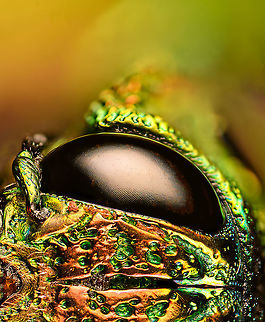 Madecassia rothschildi - frontal alternative Specimen. A mesmerizing metallic wood boring beetle from Madagascar, at about 40-45mm length. In specimen collection circles it seems to be referred as Lampropelpa Rotschildi instead of Madecassia rothschildi.
https://www.jungledragon.com/image/114067/madecassia_rothschildi.html
https://www.jungledragon.com/image/114069/madecassia_rothschildi_-_head.html
https://www.jungledragon.com/image/114070/madecassia_rothschildi_-_frontal_alternative.html
https://www.jungledragon.com/image/114071/madecassia_rothschildi_-_frontal.html Extreme Macro,Madecassia rothschildi