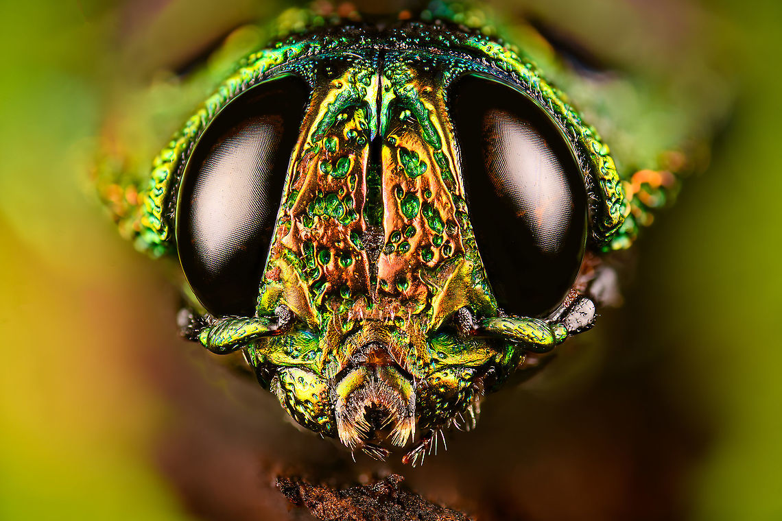 Madecassia rothschildi - frontal Specimen. A mesmerizing metallic wood boring beetle from Madagascar, at about 40-45mm length. In specimen collection circles it seems to be referred as Lampropelpa Rotschildi instead of Madecassia rothschildi.<br />
<figure class="photo"><a href="https://www.jungledragon.com/image/114067/madecassia_rothschildi.html" title="Madecassia rothschildi"><img src="https://s3.amazonaws.com/media.jungledragon.com/images/2/114067_thumb.jpg?AWSAccessKeyId=05GMT0V3GWVNE7GGM1R2&Expires=1759968010&Signature=FYIgsnEtVGpfcIczM9%2BTa%2BI0QNU%3D" width="110" height="152" alt="Madecassia rothschildi Specimen. A mesmerizing metallic wood boring beetle from Madagascar, at about 40-45mm length. In specimen collection circles it seems to be referred as Lampropelpa Rotschildi instead of Madecassia rothschildi.<br />
https://www.jungledragon.com/image/114067/madecassia_rothschildi.html<br />
https://www.jungledragon.com/image/114069/madecassia_rothschildi_-_head.html<br />
https://www.jungledragon.com/image/114070/madecassia_rothschildi_-_frontal_alternative.html<br />
https://www.jungledragon.com/image/114071/madecassia_rothschildi_-_frontal.html Macro,Madecassia rothschildi" /></a></figure><br />
<figure class="photo"><a href="https://www.jungledragon.com/image/114069/madecassia_rothschildi_-_head.html" title="Madecassia rothschildi - head"><img src="https://s3.amazonaws.com/media.jungledragon.com/images/2/114069_thumb.jpg?AWSAccessKeyId=05GMT0V3GWVNE7GGM1R2&Expires=1759968010&Signature=d%2FHuPA8knnwb7SYWqgneDLZflHs%3D" width="200" height="134" alt="Madecassia rothschildi - head Specimen. A mesmerizing metallic wood boring beetle from Madagascar, at about 40-45mm length. In specimen collection circles it seems to be referred as Lampropelpa Rotschildi instead of Madecassia rothschildi.<br />
https://www.jungledragon.com/image/114067/madecassia_rothschildi.html<br />
https://www.jungledragon.com/image/114069/madecassia_rothschildi_-_head.html<br />
https://www.jungledragon.com/image/114070/madecassia_rothschildi_-_frontal_alternative.html<br />
https://www.jungledragon.com/image/114071/madecassia_rothschildi_-_frontal.html Extreme Macro,Madecassia rothschildi" /></a></figure><br />
<figure class="photo"><a href="https://www.jungledragon.com/image/114070/madecassia_rothschildi_-_frontal_alternative.html" title="Madecassia rothschildi - frontal alternative"><img src="https://s3.amazonaws.com/media.jungledragon.com/images/2/114070_thumb.jpg?AWSAccessKeyId=05GMT0V3GWVNE7GGM1R2&Expires=1759968010&Signature=oQ0UGHw1mfslIjcijoYQ%2BXdrq6c%3D" width="126" height="152" alt="Madecassia rothschildi - frontal alternative Specimen. A mesmerizing metallic wood boring beetle from Madagascar, at about 40-45mm length. In specimen collection circles it seems to be referred as Lampropelpa Rotschildi instead of Madecassia rothschildi.<br />
https://www.jungledragon.com/image/114067/madecassia_rothschildi.html<br />
https://www.jungledragon.com/image/114069/madecassia_rothschildi_-_head.html<br />
https://www.jungledragon.com/image/114070/madecassia_rothschildi_-_frontal_alternative.html<br />
https://www.jungledragon.com/image/114071/madecassia_rothschildi_-_frontal.html Extreme Macro,Madecassia rothschildi" /></a></figure><br />
<figure class="photo"><a href="https://www.jungledragon.com/image/114071/madecassia_rothschildi_-_frontal.html" title="Madecassia rothschildi - frontal"><img src="https://s3.amazonaws.com/media.jungledragon.com/images/2/114071_thumb.jpg?AWSAccessKeyId=05GMT0V3GWVNE7GGM1R2&Expires=1759968010&Signature=2o%2FjcazIg4UVFfCHSW4BbA7E7ug%3D" width="200" height="134" alt="Madecassia rothschildi - frontal Specimen. A mesmerizing metallic wood boring beetle from Madagascar, at about 40-45mm length. In specimen collection circles it seems to be referred as Lampropelpa Rotschildi instead of Madecassia rothschildi.<br />
https://www.jungledragon.com/image/114067/madecassia_rothschildi.html<br />
https://www.jungledragon.com/image/114069/madecassia_rothschildi_-_head.html<br />
https://www.jungledragon.com/image/114070/madecassia_rothschildi_-_frontal_alternative.html<br />
https://www.jungledragon.com/image/114071/madecassia_rothschildi_-_frontal.html Extreme Macro,Extreme Macro Portraits,Madecassia rothschildi" /></a></figure> Extreme Macro,Extreme Macro Portraits,Madecassia rothschildi