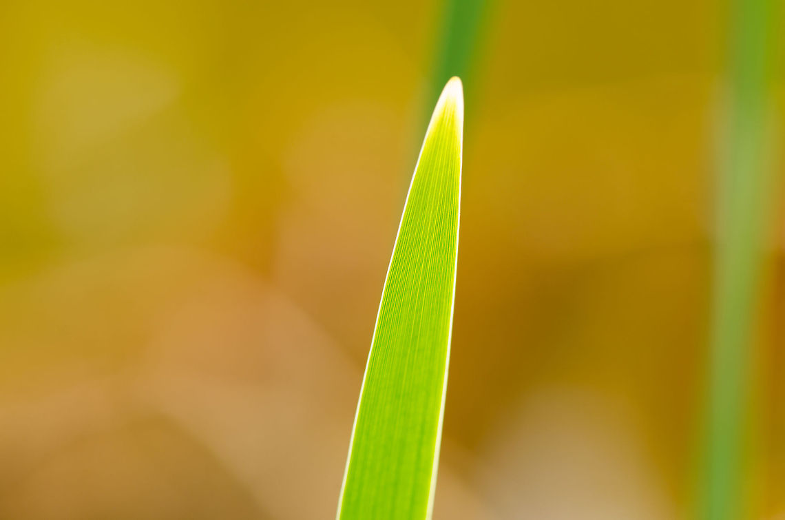 Summer 2013 The Netherlands has seen some horrible weather this year where the winter seemed to never end and even swallowed up spring. This photo is a symbol of summer finally arriving. Which is great, because I'm typically a good weather photographer :) Heesch,Macro