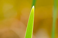Summer 2013 The Netherlands has seen some horrible weather this year where the winter seemed to never end and even swallowed up spring. This photo is a symbol of summer finally arriving. Which is great, because I'm typically a good weather photographer :) Heesch,Macro