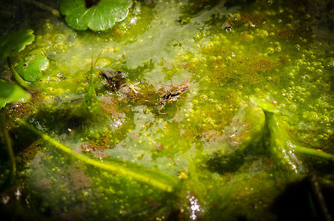 Swamp love Two common water striders retreating to their slimy green world. Geotagged,Gerris lacustris,Heesch,Macro,The Netherlands