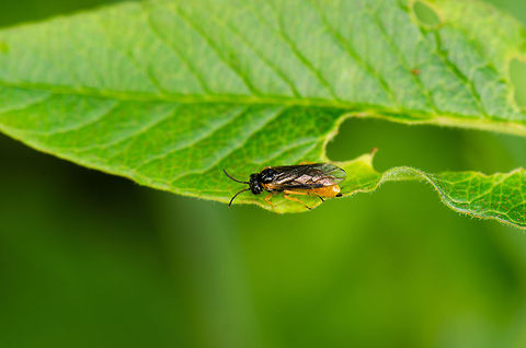 Wasp fly (Selandria serva) Not the most interesting photo I admit, yet it's a new species for JungleDragon. Geotagged,Heesch,Macro,Selandria serva,The Netherlands