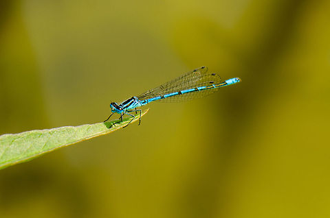 Azure damselfly sunbathing  Azure Damselfly,Coenagrion puella,Heesch,Macro