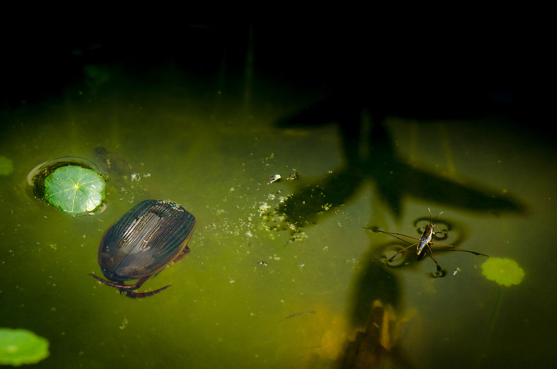 Great diving beetle (female) and common water strider This is the first time I&#039;ve seen a diving beetle. Unfortunately, this one is dead, which I learned after flipping it over. Because of the ridged shield, this likely is a female. They are quite aggressive and capable predators, both as larvae and as adults. What amazes me most is that they can still fly, I did not expect that. Dytiscus marginalis,Geotagged,Great diving beetle,Heesch,Macro,The Netherlands