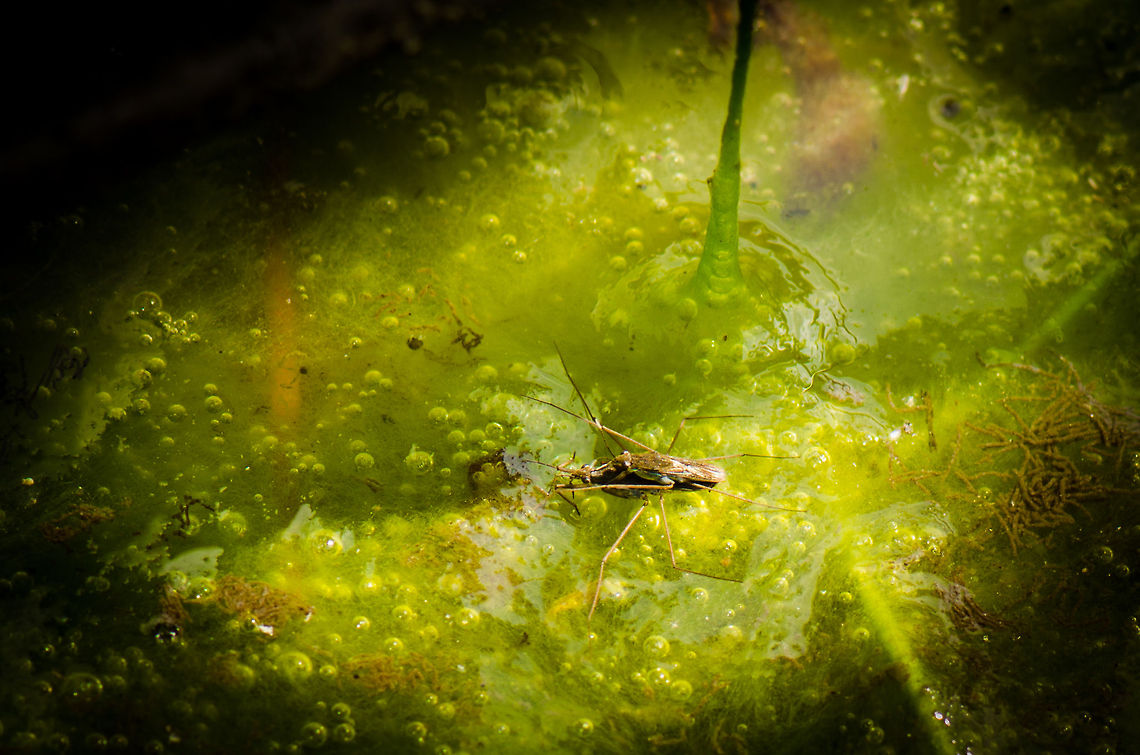Swamp love II Two common water striders in their love nest, a green world of slime. Geotagged,Gerris lacustris,Heesch,Macro,The Netherlands
