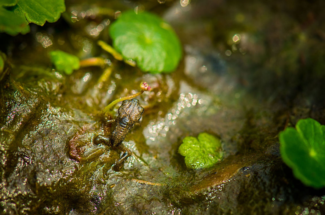 Common Toad hatchling - top view  Bufo bufo,Common toad,Geotagged,Heesch,Macro,The Netherlands