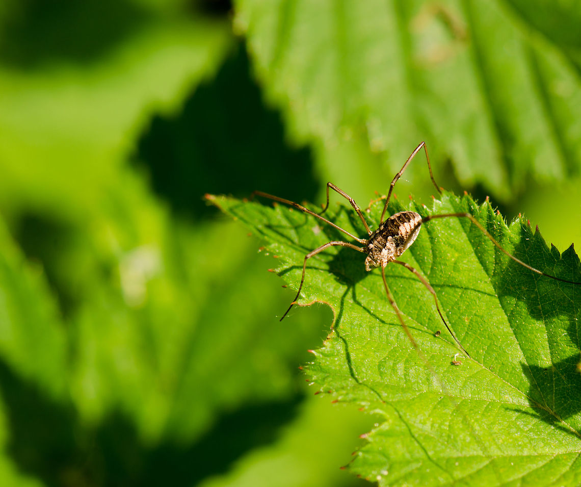 Female Phalangium opilio on leaf  Daddy longlegs,Heesch,Macro,Opiliones,Phalangiidae,Phalangium,Phalangium opilio