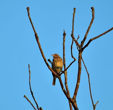 Tree pipit resting on tree in Netherlands This is a little insect-eating bird that is quite common in the Netherlands, yet so active that it is hard to photograph. This is the first photo I am uploading where I used my new lens, the Nikon 80-400mm f/4.5-5.6 AF-S. Today I was testing it for the first time in the field, yet it was only a quick session. As this bird was quite far away (about 30 metres), this is a crop. Still, given the distance, an ISO of 100 and the fact that it is shot handheld, I'm pleasantly surprised by the optical performance of my new toy. I'll do a more detailed review on my blog soon. Anthus trivialis,Tree Pipit