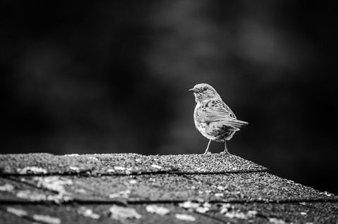 Dunnock (B&W)  Dunnock,Heesch,Prunella modularis