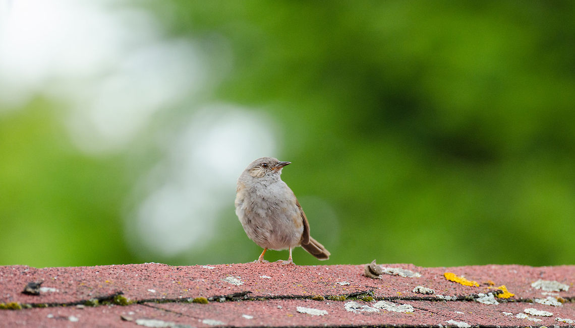 Dunnock in my garden Dunnocks are fairly dull looking birds, but they are welcome and frequent visitors to our garden. They particularly come out after mowing the lawn or after sprinkling it. They fly very little and mostly hop on the floor in search of food. They are quite shy birds, yet in our case they have been coming for so long that we will tolerate each other. The same cannot be said of our cat. Dunnock,Heesch,Prunella modularis