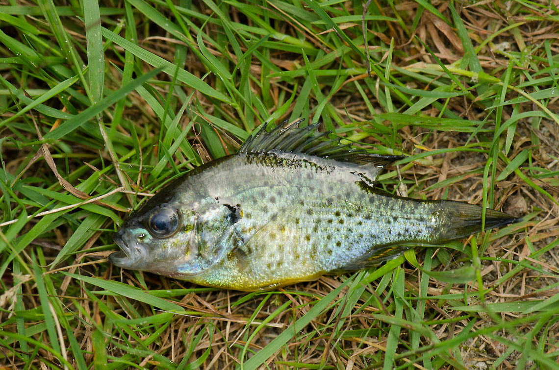 Pumpkinseed (dead) This pumkinseed was presented to me by a kid who was fishing at the pond I visited. Unfortunately, it is dead, although that does give a good view on its appearance. This fish is very popular in household aquariums. Unfortunately, when released in the wild, it is quite an invasive species that wipes out many other species not prepared for it. Therefore, many life forms will be happy to see this one dead. Geotagged,Heesch,Lepomis gibbosus,Macro,Pumpkinseed,The Netherlands,invasive species