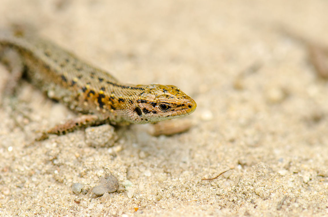 Zootoca vivipara in the Netherlands I don&#039;t recall having ever spotted any lizard in the cold Netherlands before this day, so I was most pleased with it. The truth is to be told though, a kid at the pond spotted it, held it, and presented it to me to photograph. After that it was set free and ran into the water.  Geotagged,Heesch,Macro,The Netherlands,Zootoca vivipara
