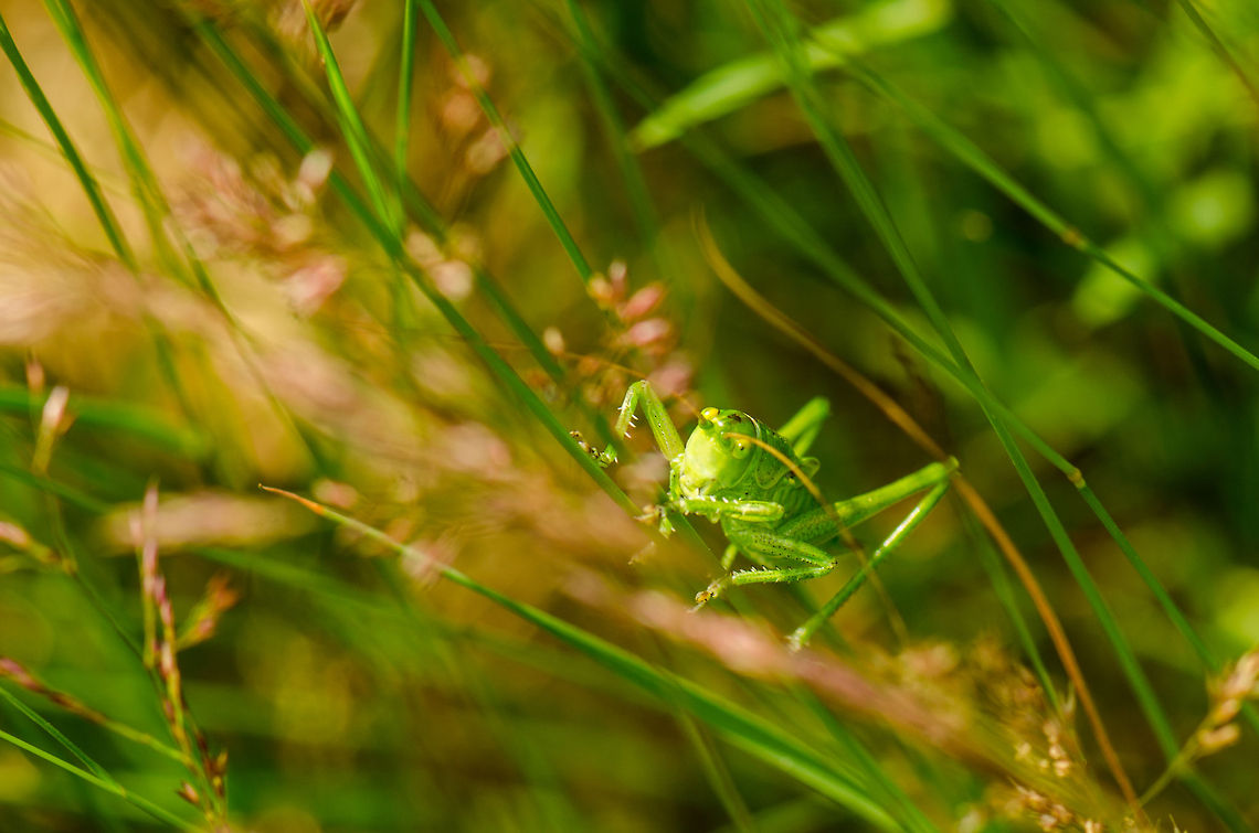 Great Green Bush-Cricket climbing grass I was hoping for a better composition but this one was just too active to sit still. Great Green Bush-Cricket,Heesch,Macro,Tettigonia viridissima