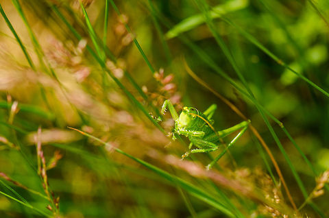 Great Green Bush-Cricket climbing grass I was hoping for a better composition but this one was just too active to sit still. Great Green Bush-Cricket,Heesch,Macro,Tettigonia viridissima