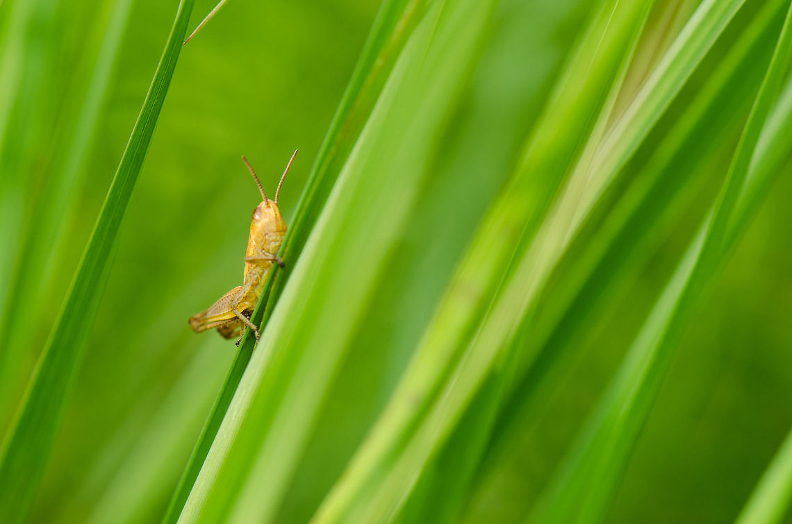 Green walls  Chorthippus albomarginatus,Geotagged,Heesch,Lesser marsh grasshopper,Macro,The Netherlands
