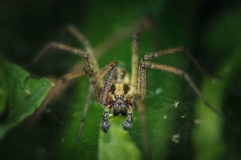 Agelena labyrinthica macro front view It is fairly rare to be able to see this species so up close, as it mostly is awaiting movement from its funnel web. Right now it is outside on his horizontal web, where actual prey is caught. Agelena labyrinthica,Geotagged,Heesch,Macro,The Netherlands