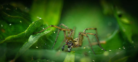 Agelena labyrinthica - widescreen This Agelena labyrinthica funnel web spider is crawling on its horizontal where prey is caught and collected. In the vague background, not very well visible, is the funnel web where it would usually hide and await. Agelena labyrinthica,Heesch,Macro