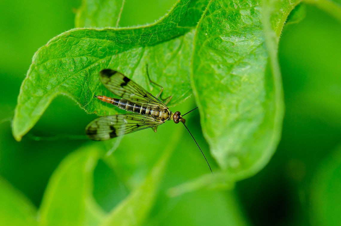 Red Headed Scorpionfly - top view What I like most about this insect is how well defined they are, almost as if they are drawn like a cartoon. Every line makes sense. Heesch,Macro,Mecoptera,Panorpa,Panorpa cognata,Panorpidae