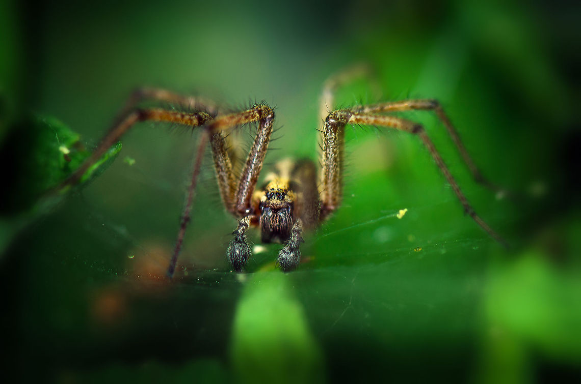 Agelena labyrinthica on mid-air platform A macro closeup of a Agelena labyrinthica that seems to float in mid air yet is standing on its horizontal web that is directly connected to its funnel web. Agelena labyrinthica,Geotagged,Heesch,Macro,The Netherlands