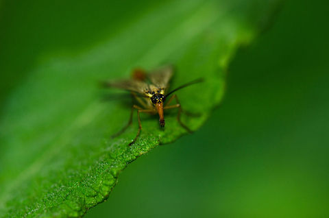 Common Scorpionfly front view  Geotagged,Heesch,Macro,Panorpa communis,The Netherlands