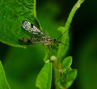 Scorpionfly acrobat Check out how thin the edge of the leaf is on which this scorpionfly has placed its front legs. And it isn't even looking at it. Geotagged,Heesch,Macro,Mecoptera,Panorpa,Panorpa cognata,Panorpidae,Scorpionfly,The Netherlands