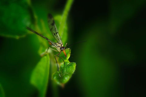 Common scorpionfly - barking dogs don't bite Despite their intimidating and aggressive appearance, the common scorpionfly does not sting. Common scorpionfly,Geotagged,Heesch,Macro,Panorpa communis,The Netherlands