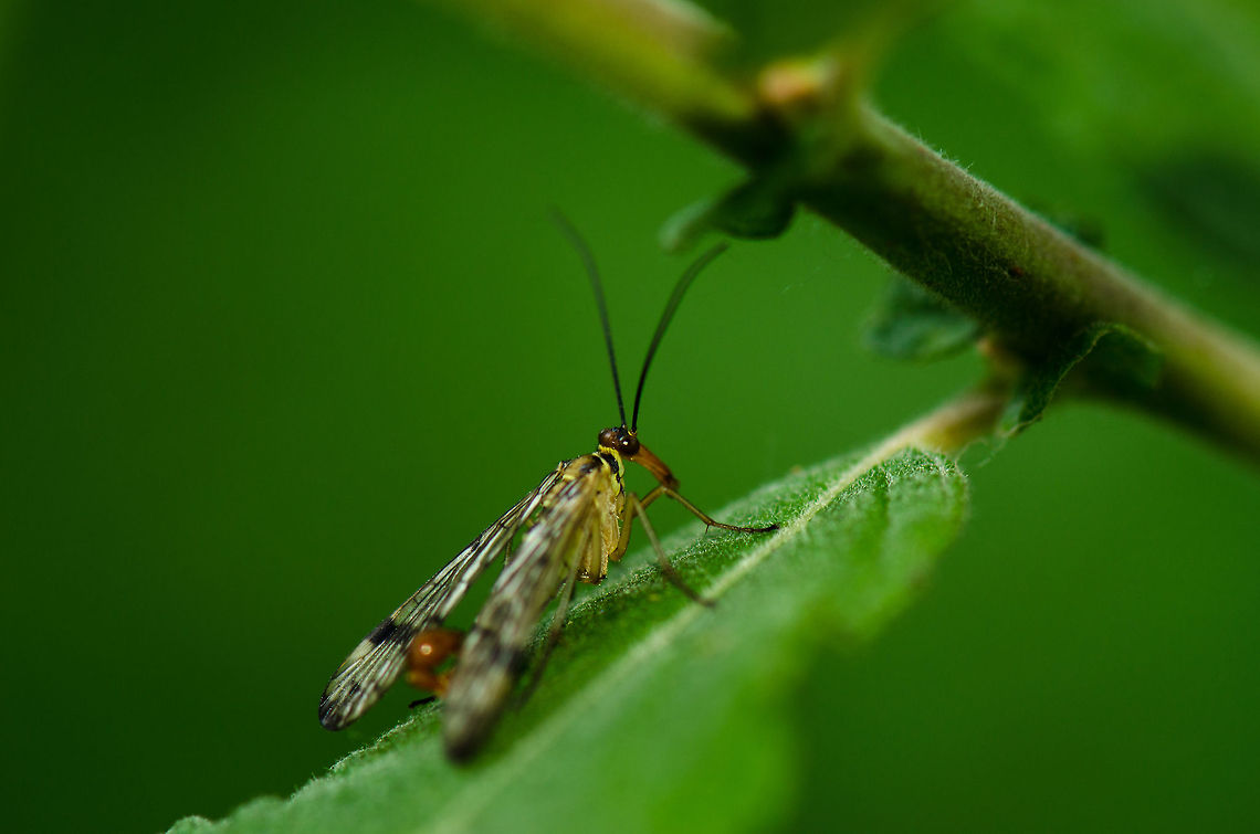 Common scorpionfly at rest  Common scorpionfly,Geotagged,Heesch,Macro,Panorpa communis,The Netherlands