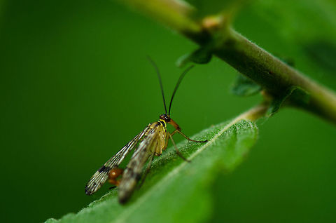 Common scorpionfly at rest  Common scorpionfly,Geotagged,Heesch,Macro,Panorpa communis,The Netherlands