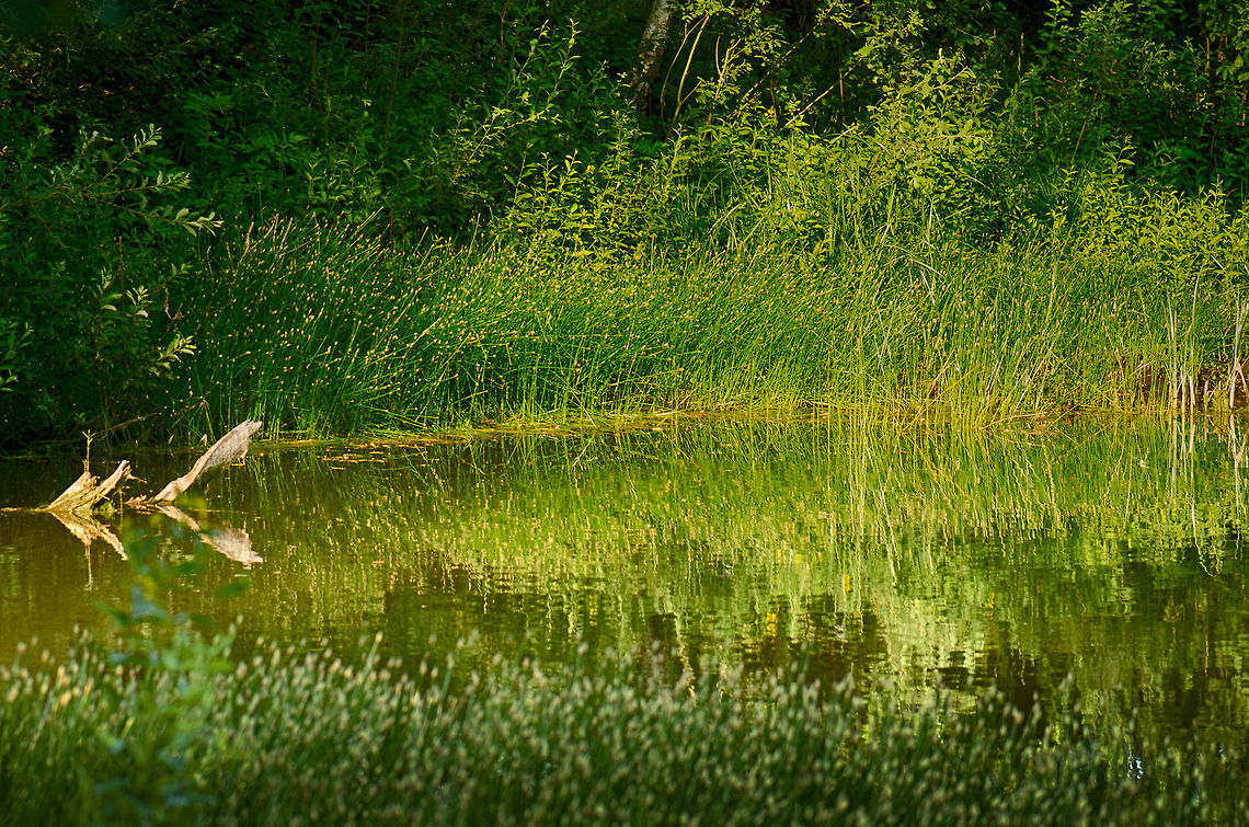 Macro habitat Just a quick snap of the habitat I have been visiting to take most of my recent macro shots. It&#039;s just a small pond with wild vegetation, yet so very rich in insect life. Geotagged,Heesch,Macro,The Netherlands