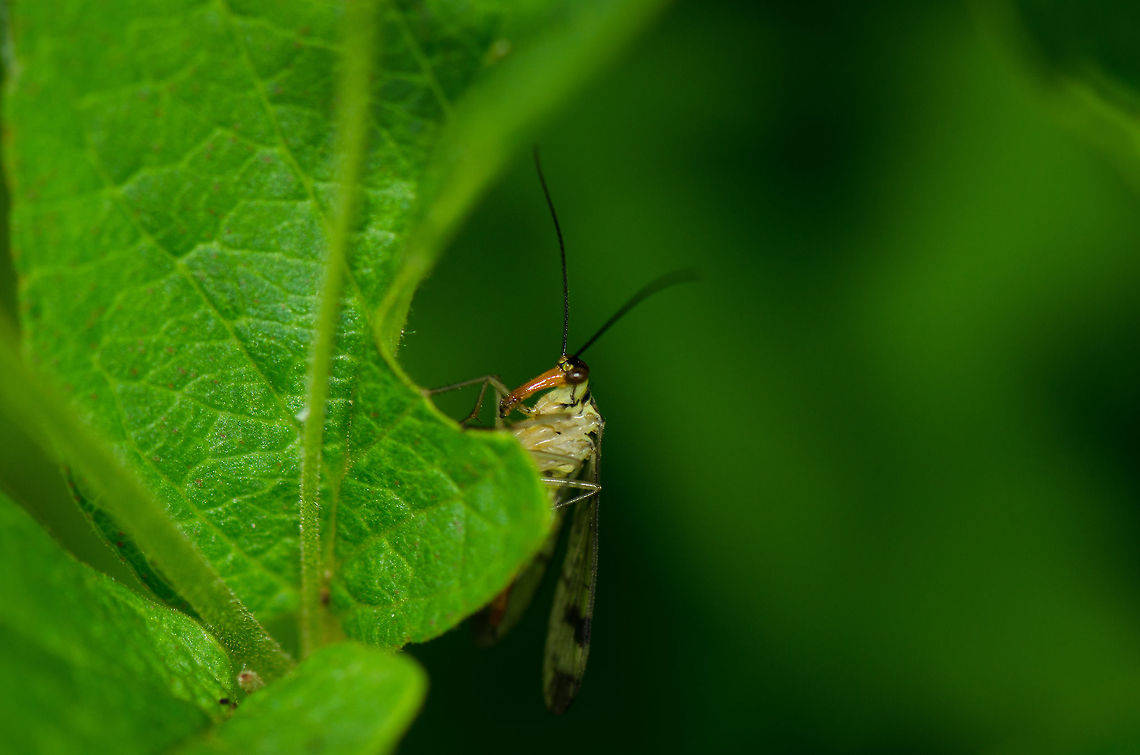 Common scorpionfly peeking  Common scorpionfly,Geotagged,Heesch,Macro,Panorpa communis,The Netherlands