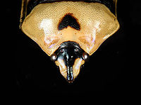 Death Head Bug (Eucorysses grandis) - frontal Specimen, about 45mm. Not really happy with the photos, so consider this one "for science".<br />
https://www.jungledragon.com/image/114876/death_head_bug_eucorysses_grandis.html Death Head Bug,Eucorysses grandis,Macro