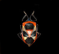 Man-faced stink bug, full body Specimen. It's labelled as "Catacanthus Nigripes", which seems a synonym for Catacanthus incarnatus.<br />
https://www.jungledragon.com/image/114860/man-faced_stink_bug_full_body.html<br />
https://www.jungledragon.com/image/114894/man-faced_stink_bug_spread.html<br />
https://www.jungledragon.com/image/114861/man-faced_stink_bug_head.html<br />
https://www.jungledragon.com/image/114862/man-faced_stink_bug_upper_body.html<br />
<br />
 Catacanthus incarnatus,Macro,Man-faced stink bug