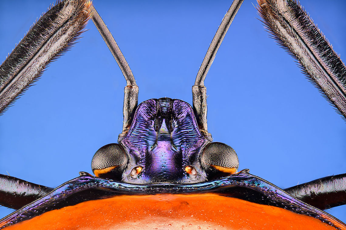 Man-faced stink bug, head Specimen. It's labelled as "Catacanthus Nigripes", which seems a synonym for Catacanthus incarnatus.<br />
<figure class="photo"><a href="https://www.jungledragon.com/image/114860/man-faced_stink_bug_full_body.html" title="Man-faced stink bug, full body"><img src="https://s3.amazonaws.com/media.jungledragon.com/images/2/114860_thumb.jpg?AWSAccessKeyId=05GMT0V3GWVNE7GGM1R2&Expires=1770854410&Signature=hpy%2FqXCJ1fnLpNFgvXyt%2BRoM2cg%3D" width="200" height="184" alt="Man-faced stink bug, full body Specimen. It's labelled as "Catacanthus Nigripes", which seems a synonym for Catacanthus incarnatus.<br />
https://www.jungledragon.com/image/114860/man-faced_stink_bug_full_body.html<br />
https://www.jungledragon.com/image/114894/man-faced_stink_bug_spread.html<br />
https://www.jungledragon.com/image/114861/man-faced_stink_bug_head.html<br />
https://www.jungledragon.com/image/114862/man-faced_stink_bug_upper_body.html<br />
<br />
 Catacanthus incarnatus,Macro,Man-faced stink bug" /></a></figure><br />
<figure class="photo"><a href="https://www.jungledragon.com/image/114894/man-faced_stink_bug_spread.html" title="Man-faced stink bug, spread"><img src="https://s3.amazonaws.com/media.jungledragon.com/images/2/114894_thumb.jpg?AWSAccessKeyId=05GMT0V3GWVNE7GGM1R2&Expires=1770854410&Signature=6YSABEUptAwmVBHUaIibr%2BV0i58%3D" width="200" height="156" alt="Man-faced stink bug, spread Specimen. A different individual compared to the below. This one has its wings spread and fully intact antennae.<br />
https://www.jungledragon.com/image/114860/man-faced_stink_bug_full_body.html Catacanthus incarnatus,Macro,Man-faced stink bug" /></a></figure><br />
<figure class="photo"><a href="https://www.jungledragon.com/image/114861/man-faced_stink_bug_head.html" title="Man-faced stink bug, head"><img src="https://s3.amazonaws.com/media.jungledragon.com/images/2/114861_thumb.jpg?AWSAccessKeyId=05GMT0V3GWVNE7GGM1R2&Expires=1770854410&Signature=GSTZFZSCgjc1K15J9O%2BXqvKK4zs%3D" width="200" height="134" alt="Man-faced stink bug, head Specimen. It's labelled as "Catacanthus Nigripes", which seems a synonym for Catacanthus incarnatus.<br />
https://www.jungledragon.com/image/114860/man-faced_stink_bug_full_body.html<br />
https://www.jungledragon.com/image/114894/man-faced_stink_bug_spread.html<br />
https://www.jungledragon.com/image/114861/man-faced_stink_bug_head.html<br />
https://www.jungledragon.com/image/114862/man-faced_stink_bug_upper_body.html Catacanthus incarnatus,Extreme Macro,Extreme Macro Portraits,Man-faced stink bug" /></a></figure><br />
<figure class="photo"><a href="https://www.jungledragon.com/image/114862/man-faced_stink_bug_upper_body.html" title="Man-faced stink bug, upper body"><img src="https://s3.amazonaws.com/media.jungledragon.com/images/2/114862_thumb.jpg?AWSAccessKeyId=05GMT0V3GWVNE7GGM1R2&Expires=1770854410&Signature=Hu8a7KAS4iEnyJvfldN63ntqHvI%3D" width="200" height="134" alt="Man-faced stink bug, upper body Specimen. It's labelled as "Catacanthus Nigripes", which seems a synonym for Catacanthus incarnatus.<br />
https://www.jungledragon.com/image/114860/man-faced_stink_bug_full_body.html<br />
https://www.jungledragon.com/image/114894/man-faced_stink_bug_spread.html<br />
https://www.jungledragon.com/image/114861/man-faced_stink_bug_head.html<br />
https://www.jungledragon.com/image/114862/man-faced_stink_bug_upper_body.html Catacanthus incarnatus,Extreme Macro,Man-faced stink bug" /></a></figure> Catacanthus incarnatus,Extreme Macro,Extreme Macro Portraits,Man-faced stink bug