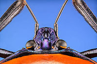 Man-faced stink bug, head Specimen. It's labelled as "Catacanthus Nigripes", which seems a synonym for Catacanthus incarnatus.<br />
https://www.jungledragon.com/image/114860/man-faced_stink_bug_full_body.html<br />
https://www.jungledragon.com/image/114894/man-faced_stink_bug_spread.html<br />
https://www.jungledragon.com/image/114861/man-faced_stink_bug_head.html<br />
https://www.jungledragon.com/image/114862/man-faced_stink_bug_upper_body.html Catacanthus incarnatus,Extreme Macro,Extreme Macro Portraits,Man-faced stink bug