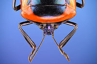 Man-faced stink bug, upper body Specimen. It's labelled as "Catacanthus Nigripes", which seems a synonym for Catacanthus incarnatus.<br />
https://www.jungledragon.com/image/114860/man-faced_stink_bug_full_body.html<br />
https://www.jungledragon.com/image/114894/man-faced_stink_bug_spread.html<br />
https://www.jungledragon.com/image/114861/man-faced_stink_bug_head.html<br />
https://www.jungledragon.com/image/114862/man-faced_stink_bug_upper_body.html Catacanthus incarnatus,Extreme Macro,Man-faced stink bug