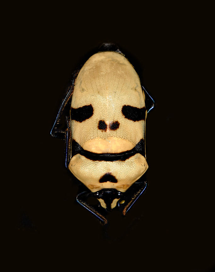 Death Head Bug (Eucorysses grandis) Specimen, about 45mm. Not really happy with the photos, so consider this one "for science".<br />
<figure class="photo"><a href="https://www.jungledragon.com/image/114853/death_head_bug_eucorysses_grandis_-_frontal.html" title="Death Head Bug (Eucorysses grandis) - frontal"><img src="https://s3.amazonaws.com/media.jungledragon.com/images/2/114853_thumb.jpg?AWSAccessKeyId=05GMT0V3GWVNE7GGM1R2&Expires=1770854410&Signature=%2FxmhX7mBaVdcHbSjwHQQibDcijs%3D" width="200" height="148" alt="Death Head Bug (Eucorysses grandis) - frontal Specimen, about 45mm. Not really happy with the photos, so consider this one "for science".<br />
https://www.jungledragon.com/image/114876/death_head_bug_eucorysses_grandis.html Death Head Bug,Eucorysses grandis,Macro" /></a></figure> Death Head Bug,Eucorysses grandis,Macro