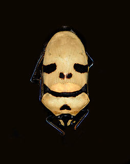 Death Head Bug (Eucorysses grandis) Specimen, about 45mm. Not really happy with the photos, so consider this one "for science".
https://www.jungledragon.com/image/114853/death_head_bug_eucorysses_grandis_-_frontal.html Death Head Bug,Eucorysses grandis,Macro