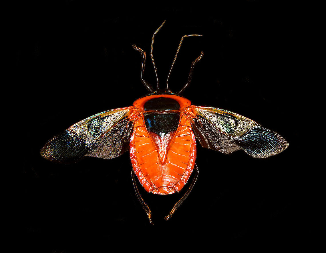Man-faced stink bug, spread Specimen. A different individual compared to the below. This one has its wings spread and fully intact antennae.<br />
<figure class="photo"><a href="https://www.jungledragon.com/image/114860/man-faced_stink_bug_full_body.html" title="Man-faced stink bug, full body"><img src="https://s3.amazonaws.com/media.jungledragon.com/images/2/114860_thumb.jpg?AWSAccessKeyId=05GMT0V3GWVNE7GGM1R2&Expires=1763596810&Signature=aQsOZh3mC7TI5P77BhswHj3%2FuBk%3D" width="200" height="184" alt="Man-faced stink bug, full body Specimen. It&#039;s labelled as &quot;Catacanthus Nigripes&quot;, which seems a synonym for Catacanthus incarnatus.<br />
https://www.jungledragon.com/image/114860/man-faced_stink_bug_full_body.html<br />
https://www.jungledragon.com/image/114894/man-faced_stink_bug_spread.html<br />
https://www.jungledragon.com/image/114861/man-faced_stink_bug_head.html<br />
https://www.jungledragon.com/image/114862/man-faced_stink_bug_upper_body.html<br />
<br />
 Catacanthus incarnatus,Macro,Man-faced stink bug" /></a></figure> Catacanthus incarnatus,Macro,Man-faced stink bug